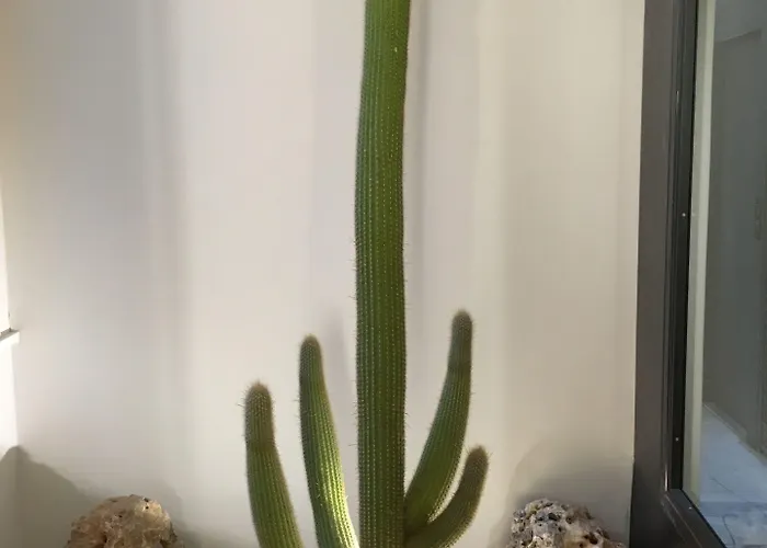 Atypical 招待所 罗马